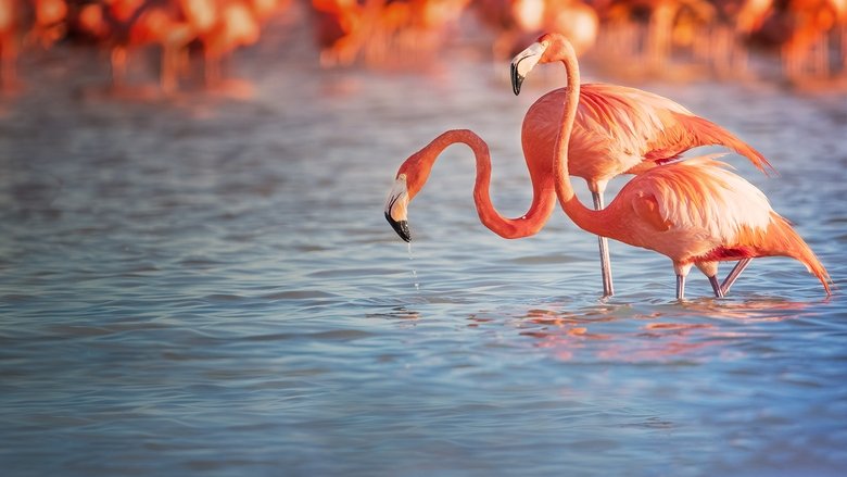 кадр из фильма Планета птиц