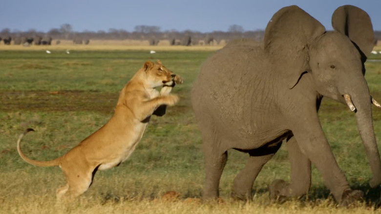 кадр из фильма Africa's Giant Killers