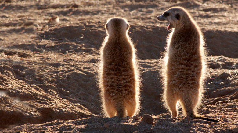 кадр из фильма Clan of the Meerkat