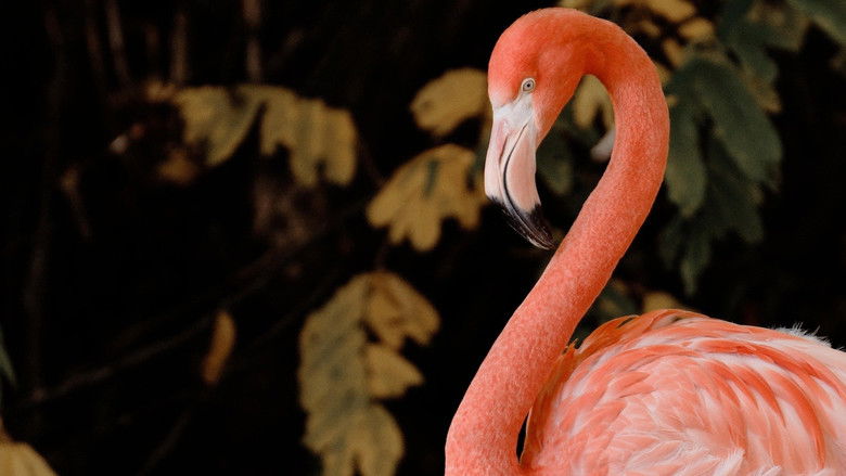 кадр из фильма South America Untamed