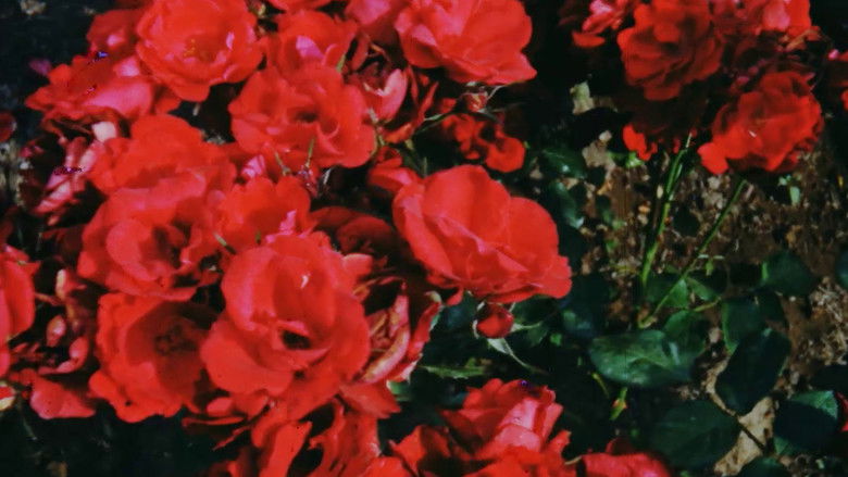 кадр из фильма Nus Masculins