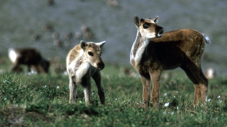 кадр из фильма Being Caribou