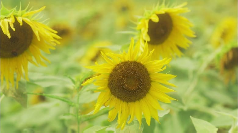 кадр из фильма はなちゃんのみそ汁