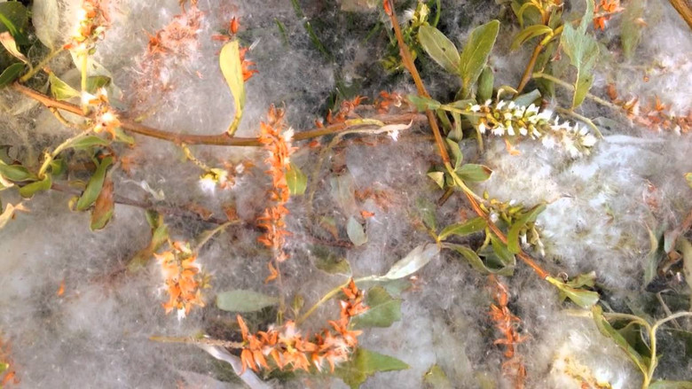 кадр из фильма P.D