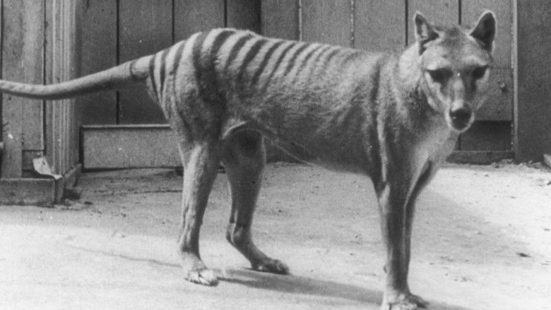 кадр из фильма Extinct or Alive: The Tasmanian Tiger