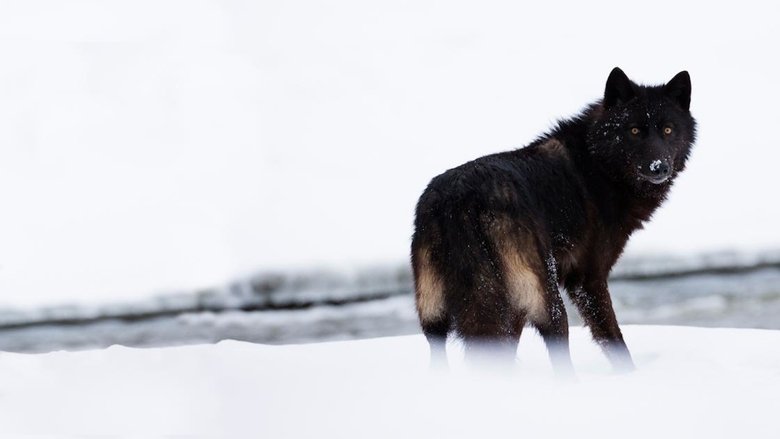 кадр из фильма The Rise of Black Wolf