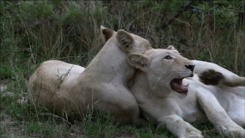 кадр из фильма The White Lions