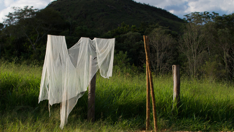 кадр из фильма João-de-Barro