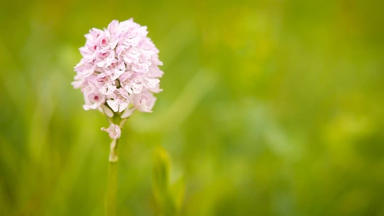 кадр из фильма Verborgene Schönheit: Die Orchideen des Saaletals