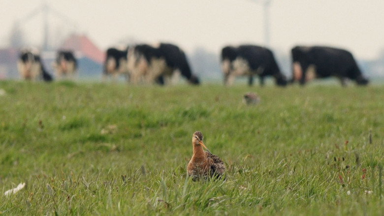кадр из фильма Vogels kun je niet melken