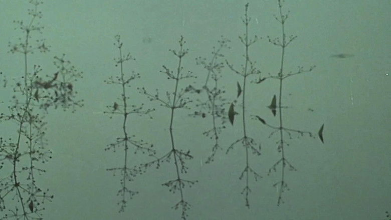 кадр из фильма Yeats Country