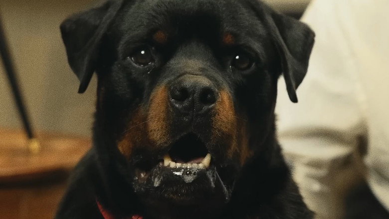 кадр из фильма Good Boy