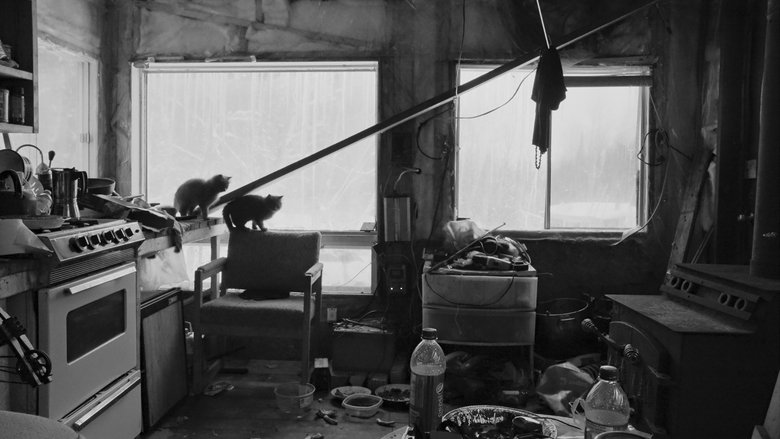 кадр из фильма Des chats sauvages