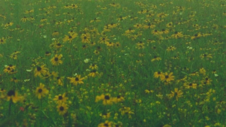кадр из фильма Mountain Wildflowers