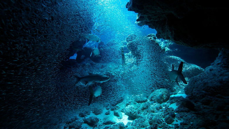 кадр из фильма Atlantic: The Wildest Ocean on Earth