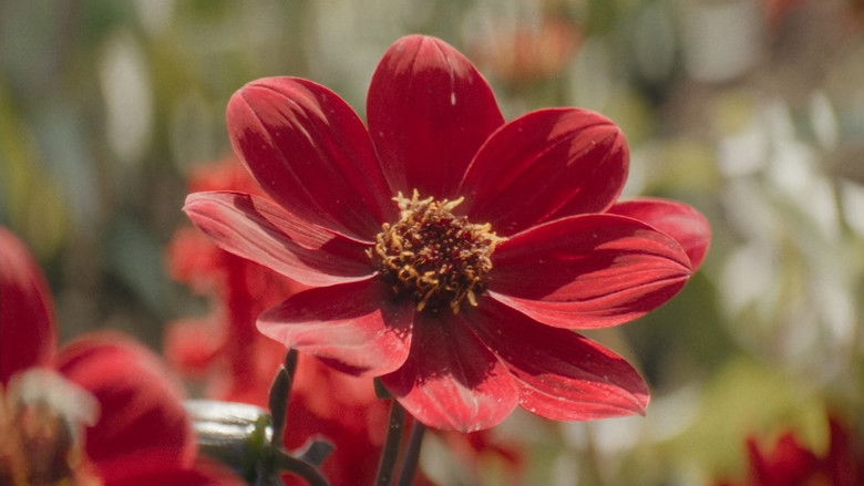 кадр из фильма Маленькие проблемные девочки