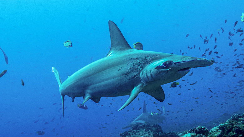 кадр из фильма Акулы И Луна. Удивительная Связь