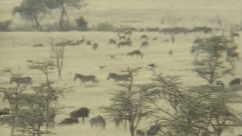 кадр из фильма アフリカ動物パズル