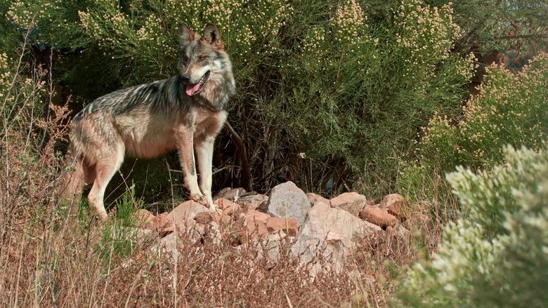 кадр из фильма Lobo Mexicano