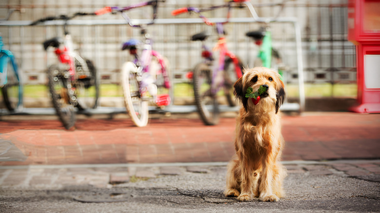 кадр из фильма Бенджи