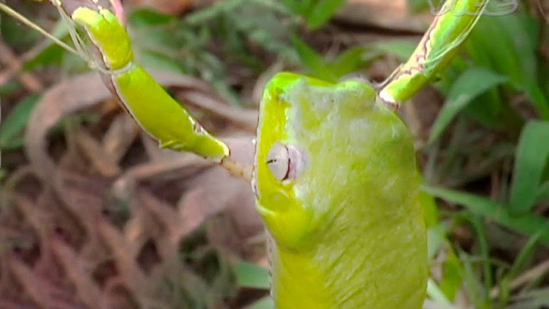 кадр из фильма Tripping on Hallucinogenic Frogs