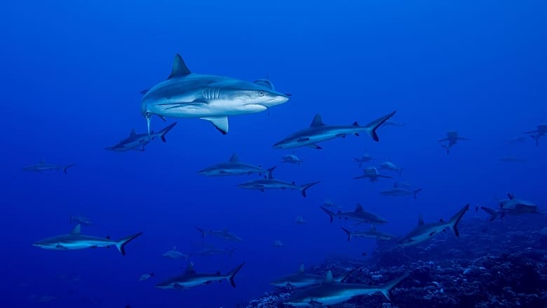 кадр из фильма Shark Swarm