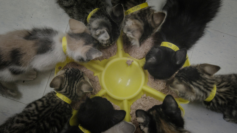 кадр из фильма Empire félin