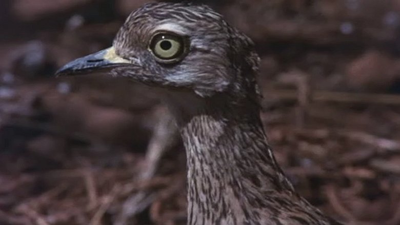 кадр из фильма Животные — прекрасные люди