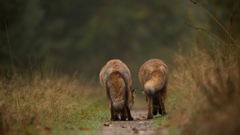 кадр из фильма Wild