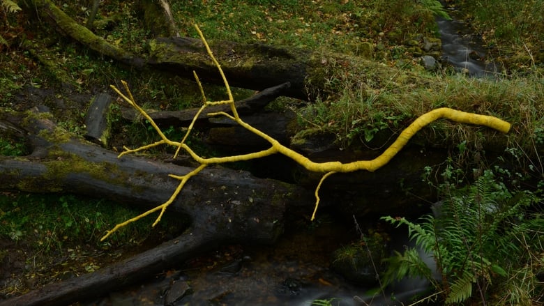 кадр из фильма Leaning Into the Wind: Andy Goldsworthy