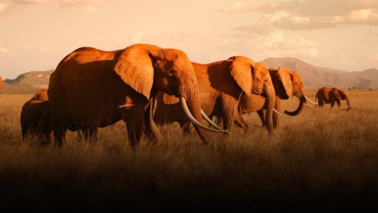 кадр из фильма Королева слонов