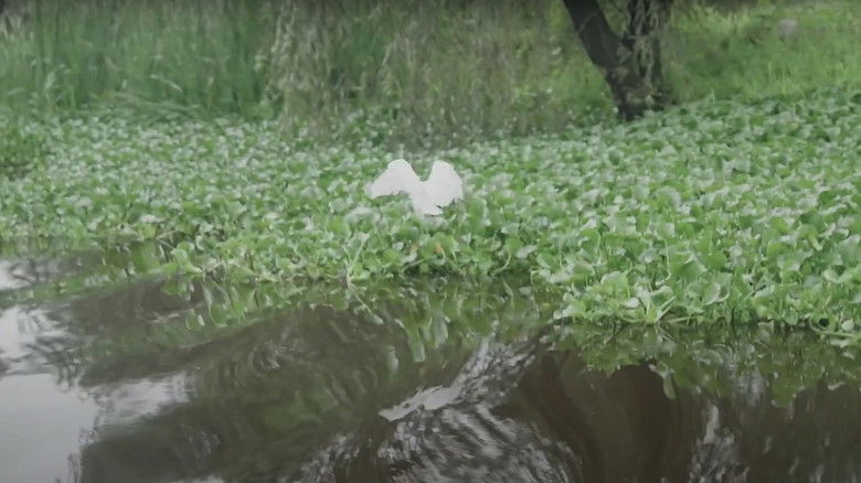 кадр из фильма Axolotes