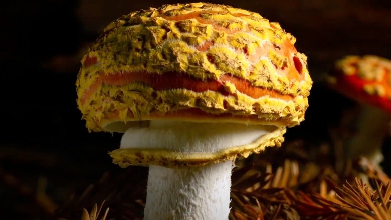 кадр из фильма Giants Rising