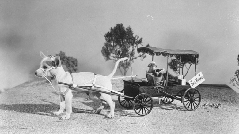 кадр из фильма Bill and Coo