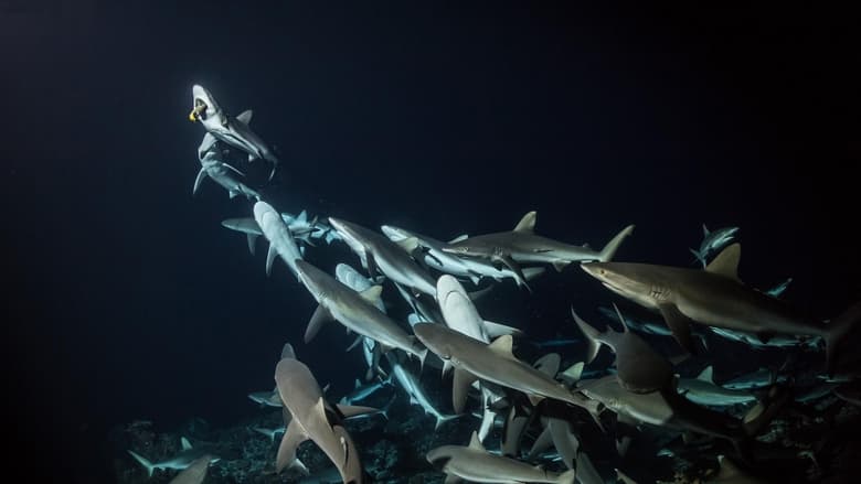 кадр из фильма 700 requins dans la nuit