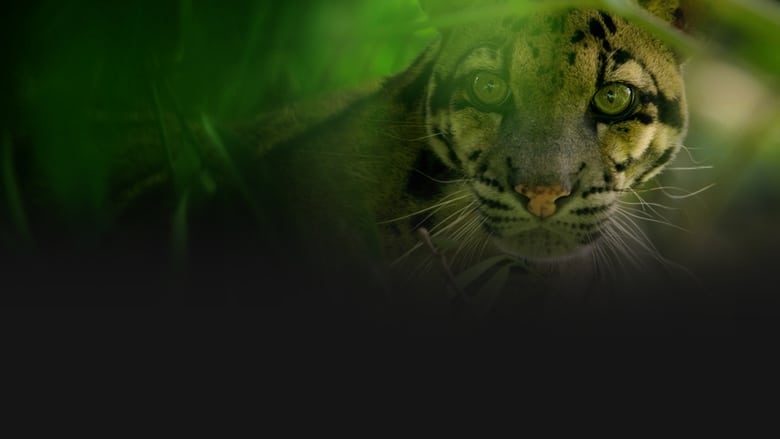кадр из фильма Индийский леопард