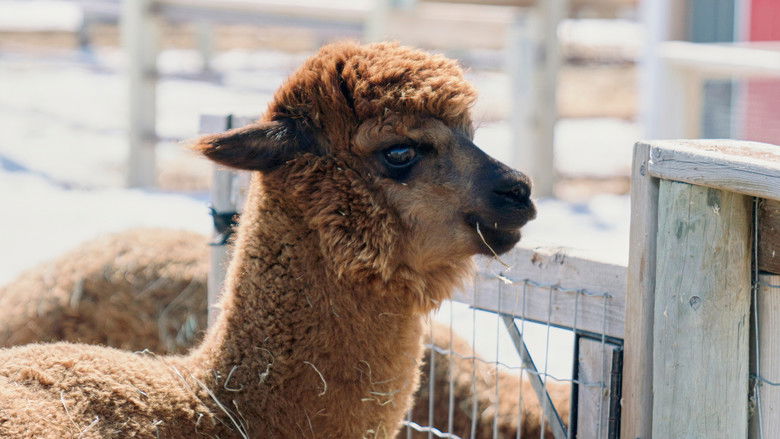 кадр из фильма Дивная романтика зимы