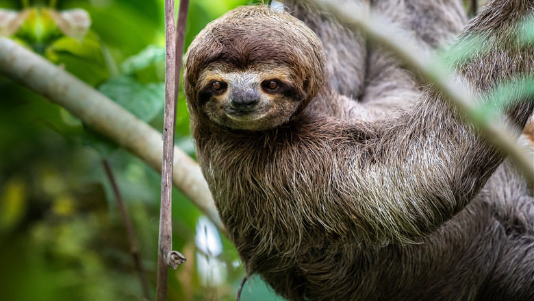 кадр из фильма Untamed Costa Rica with Filipe DeAndrade