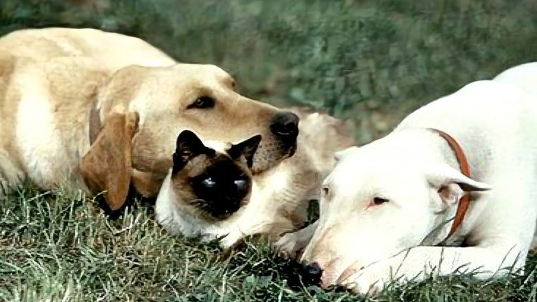 кадр из фильма Невероятное путешествие