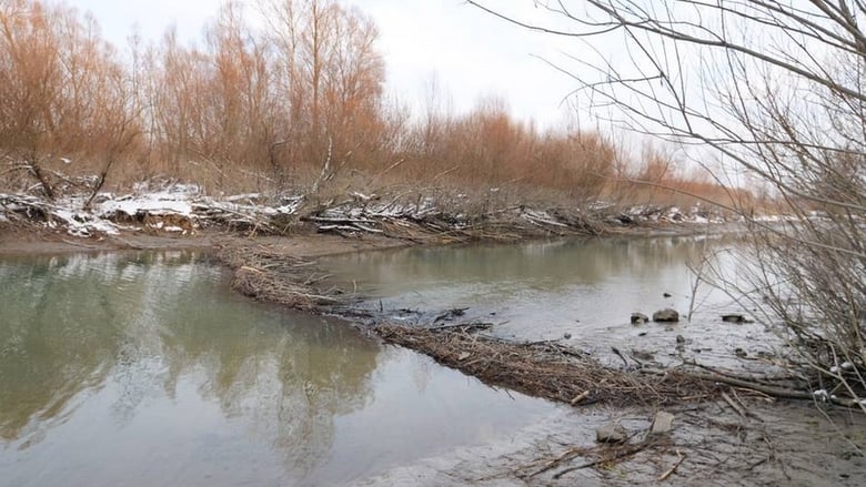 кадр из фильма Vad Szigetköz - A szárazföldi delta