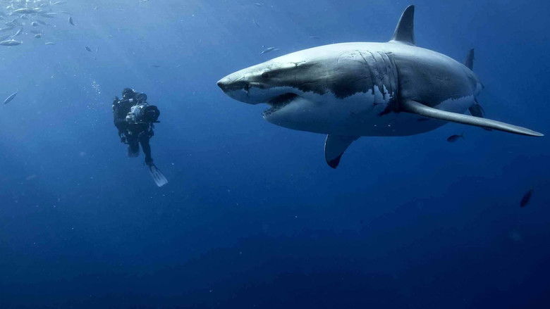 кадр из фильма Океаны