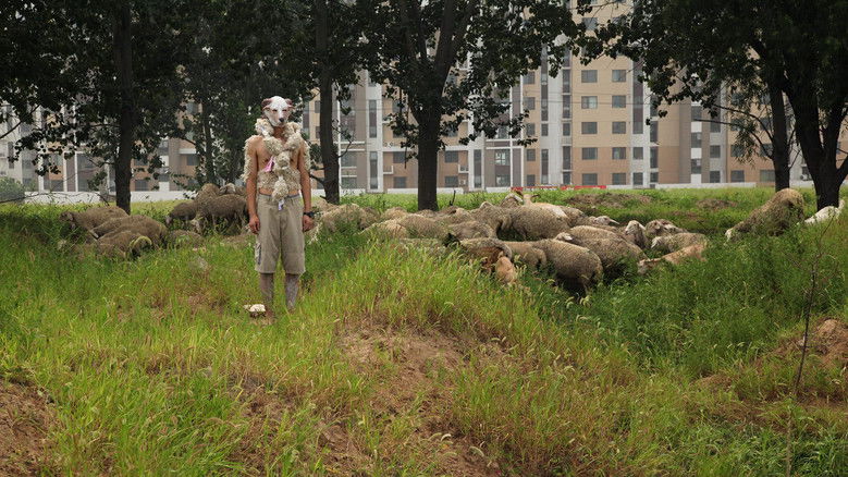 Regarding Lambs in the City