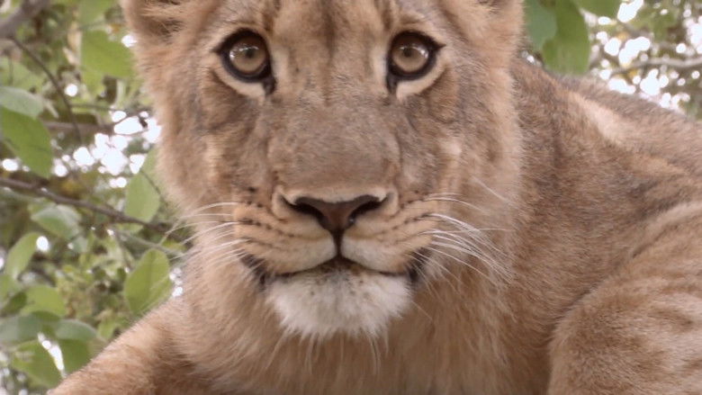 кадр из фильма Predator's Playground