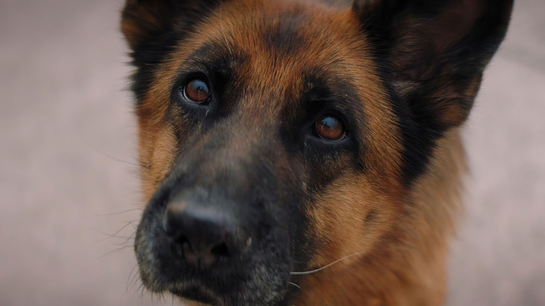 кадр из фильма Пальма