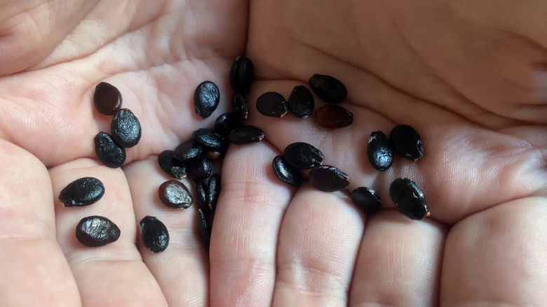 Дај ми да ти љубим очи: Како запамтити људе из снова