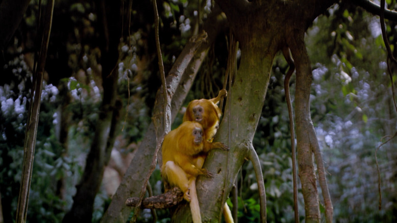 кадр из фильма Tropical Rainforest