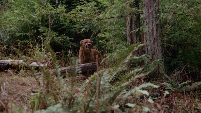 кадр из фильма The Pack