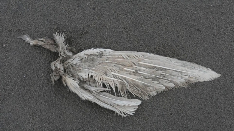 кадр из фильма Cadaverous Sonneteer