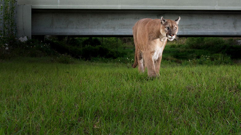 кадр из фильма Путь пантеры