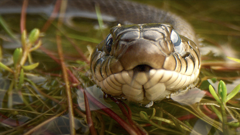 кадр из фильма Onze Natuur, De Film